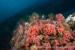 Oil Rig Elly underwater structure covered in invertebrate life, Long Beach, California