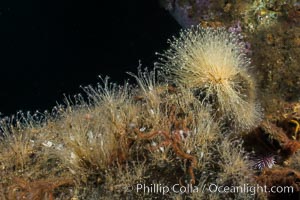 Oil Rig Elly underwater structure covered in invertebrate life, Long Beach, California