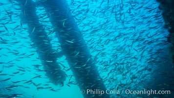 Oil Rig Elly underwater structure covered in invertebrate life, Long Beach, California