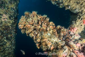 Oil Rig Elly underwater structure covered in invertebrate life, Long Beach, California