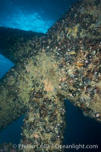 Oil Rig Elly underwater structure covered in invertebrate life, Long Beach, California