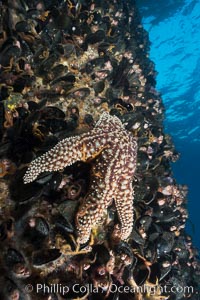 Oil Rig Elly underwater structure covered in invertebrate life, Long Beach, California