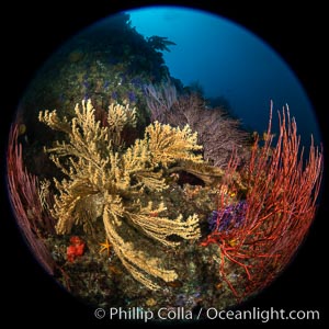 Gorgonian (yellow) that has been parasitized by zoanthid anemone (Savalia lucifica), and red gorgonian (Lophogorgia chilensis), Farnsworth Banks, Catalina Island
