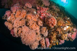 Invertebrate life covers the undersea pilings of a oil platform,  Corynactis californica, Long Beach, California