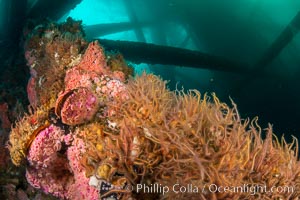 Invertebrate life covers the undersea pilings of a oil platform, Long Beach, California