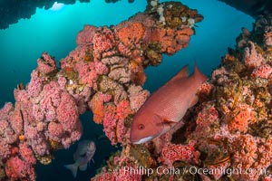 Invertebrate life covers the undersea pilings of a oil platform, Long Beach, California