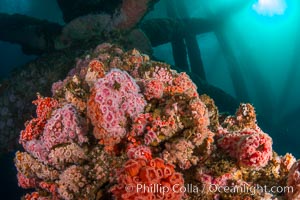 Invertebrate life covers the undersea pilings of a oil platform, Long Beach, California