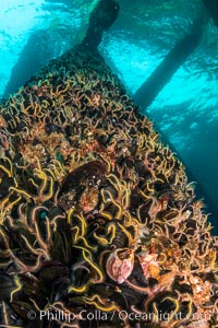 Invertebrate life covers the undersea pilings of a oil platform, Long Beach, California