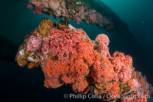 Invertebrate life covers the undersea pilings of a oil platform, Long Beach, California