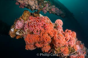 Invertebrate life covers the undersea pilings of a oil platform, Long Beach, California