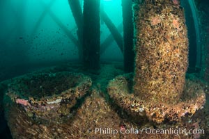 Invertebrate life covers the undersea pilings of a oil platform, Long Beach, California