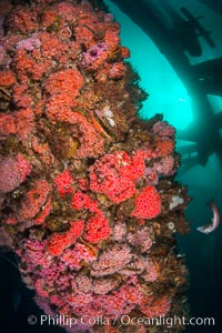 Invertebrate life covers the undersea pilings of a oil platform, Long Beach, California