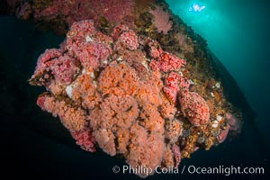 Invertebrate life covers the undersea pilings of a oil platform, Long Beach, California