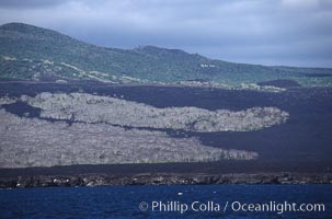 Isabela Island, Isabella Island