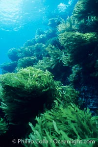 Palm kelp, Isla Afuera. Southern sea palm, Eisenia arborea, Guadalupe Island (Isla Guadalupe)