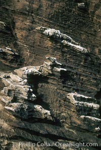 Lava / ash detail, Isla Afuera, Guadalupe Island (Isla Guadalupe)