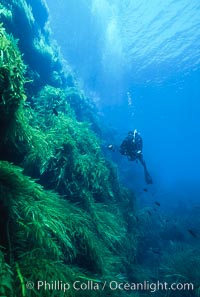 Kelp covered wall of Isla Afuera, diver, Eisenia arborea, Guadalupe Island (Isla Guadalupe)