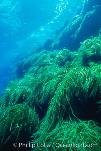 Kelp covered wall of Isla Afuera, Eisenia arborea, Guadalupe Island (Isla Guadalupe)