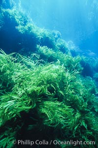 Kelp covered wall of Isla Afuera, Eisenia arborea, Guadalupe Island (Isla Guadalupe)