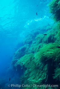 Kelp covered wall of Isla Afuera, Eisenia arborea, Guadalupe Island (Isla Guadalupe)