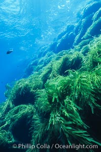 Kelp covered wall of Isla Afuera, Guadalupe Island (Isla Guadalupe)