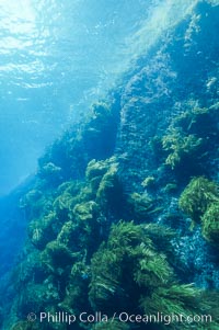 Isla Afuera, Guadalupe Island, Mexico, Guadalupe Island (Isla Guadalupe)