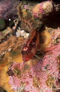 Island kelpfish, Alloclinus holderi, Coronado Islands (Islas Coronado)