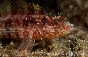 Island kelpfish, Alloclinus holderi, San Clemente Island