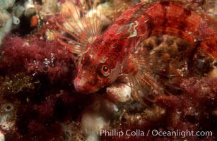 Island kelpfish, Coronado Islands, Alloclinus holderi, Coronado Islands (Islas Coronado)