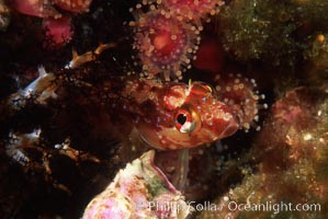 Island kelpfish. Coronado Islands (Islas Coronado), Baja California, Mexico, Alloclinus holderi, natural history stock photograph, photo id 05152
