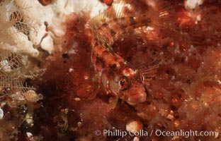 Island kelpfish, Alloclinus holderi, San Clemente Island