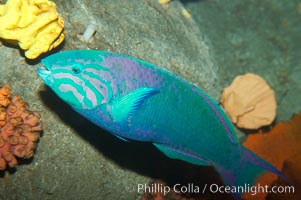 Island wrasse, Thalassoma grammaticum