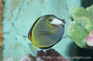 Japan surgeonfish, Acanthurus japonicus