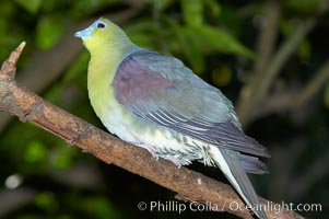 Japanese white-bellied green pidgeon.  Native to Japan, Taiwan and Eastern China, Treron sieboldii sieboldii