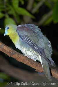 Japanese white-bellied green pidgeon.  Native to Japan, Taiwan and Eastern China, Treron sieboldii sieboldii