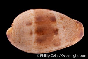 Javan Walker's Cowrie, Cypraea walkeri surabajensis