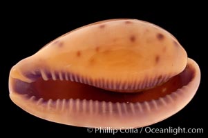 Javan Walker's Cowrie, Cypraea walkeri surabajensis