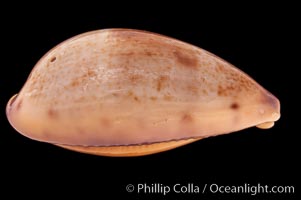 Javan Walker's Cowrie, Cypraea walkeri surabajensis