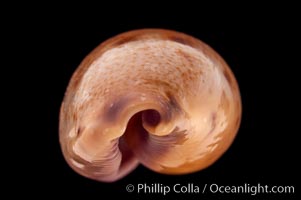 Javan Walker's Cowrie, Cypraea walkeri surabajensis