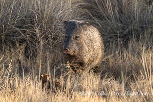 Javelina or collared peccary, Dicotyles tajacu, Bosque del Apache NWR, Bosque del Apache National Wildlife Refuge, Socorro, New Mexico