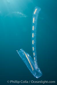Pelagic tunicate reproduction, large single salp produces a chain of smaller salps as it reproduces while adrift on the open ocean, Cyclosalpa affinis, San Diego, California