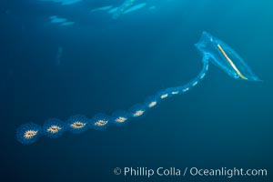 Pelagic tunicate reproduction, large single salp produces a chain of smaller salps as it reproduces while adrift on the open ocean, Cyclosalpa affinis, San Diego, California