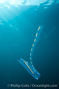 Pelagic tunicate reproduction, large single salp produces a chain of smaller salps as it reproduces while adrift on the open ocean. San Diego, California, USA, Cyclosalpa affinis, natural history stock photograph, photo id 26842