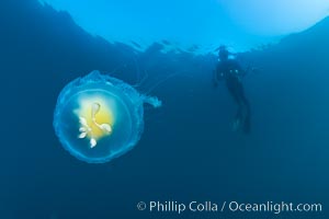 Fried-egg jellyfish, drifting through the open ocean, Phacellophora camtschatica, San Diego, California