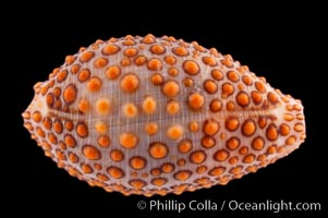 Jenner's cowrie, Jenneria pustulata