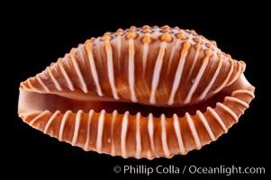 Jenner's cowrie, Jenneria pustulata