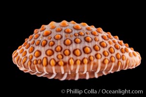 Jenner's cowrie, Jenneria pustulata