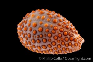 Jenner's cowrie, Jenneria pustulata