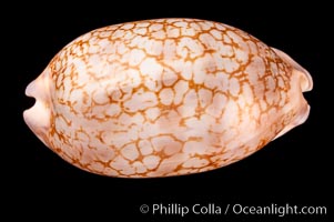 Jester Cowrie, Cypraea scurra