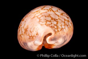 Jester Cowrie, Cypraea scurra